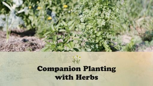 Let's Grow Stuff : Companion Planting With Herbs