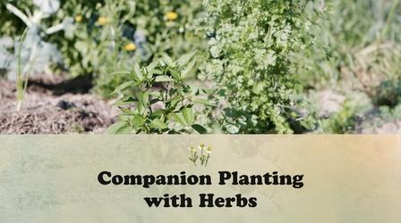 Video thumbnail: Let's Grow Stuff Companion Planting With Herbs