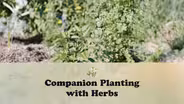 Companion Planting With Herbs