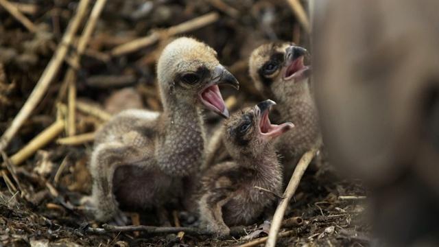 Nature | Careful Osprey Parents Feed Chicks for the First Time