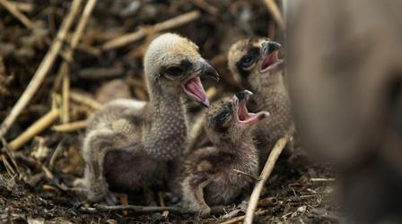 Video thumbnail: Nature Careful Osprey Parents Feed Chicks for the First Time