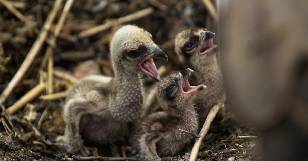 Nature | Careful Osprey Parents Feed Chicks for the First Time | Season 40 | Episode 2