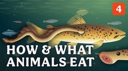 Video thumbnail: Crash Course Zoology How & What Animals Eat