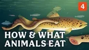 How & What Animals Eat