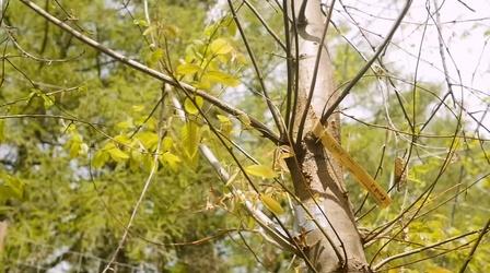 Video thumbnail: SciTech Now Saving The American Chestnut