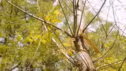 Saving The American Chestnut