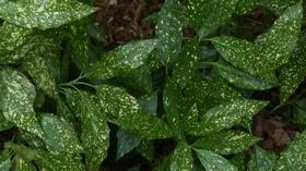 Video thumbnail: Virginia Home Grown Gardening that Gives Back