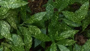 Gardening that Gives Back