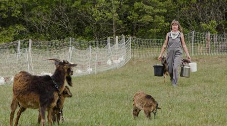 Video thumbnail: Around the Farm Table EB Ranch and San Clemente Island Goats