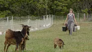 EB Ranch and San Clemente Island Goats