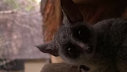Backyard Nature: BUSH BABY TENANTS