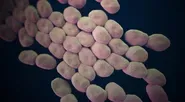 Hunting the Nightmare Bacteria