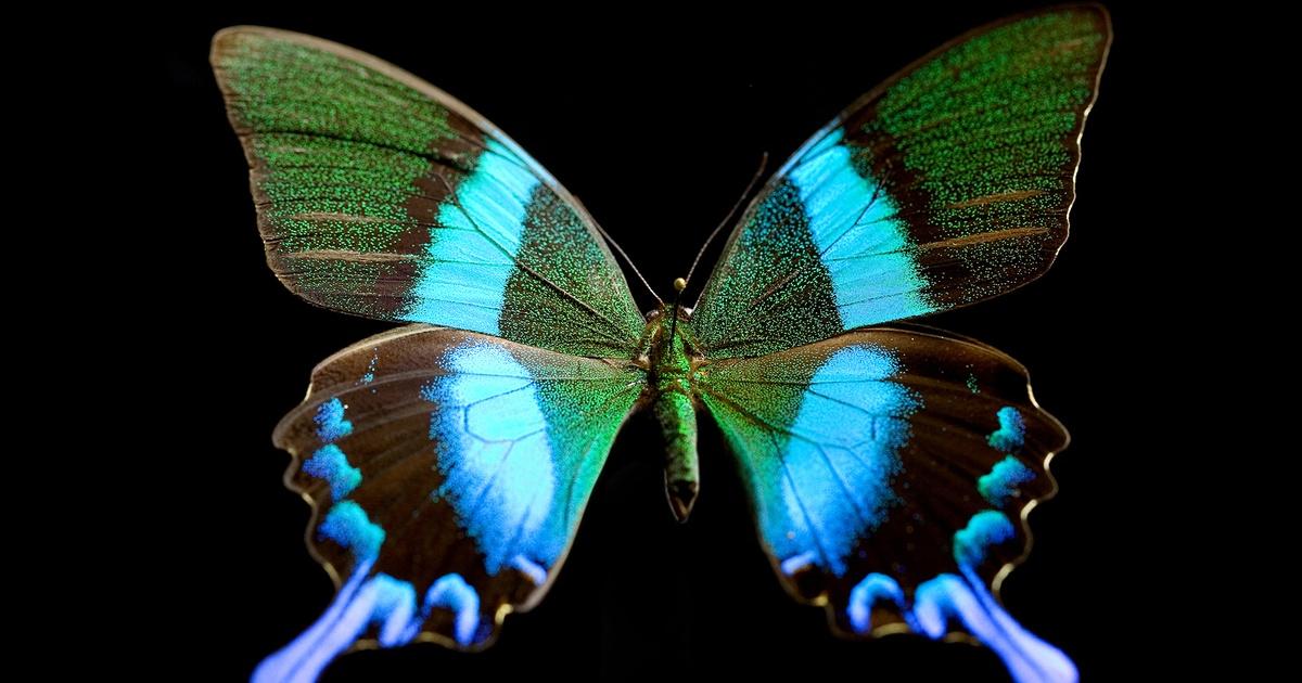 The Secret And Fascinating Life Of A Butterfly