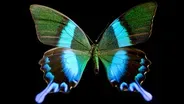 Butterfly Blueprints