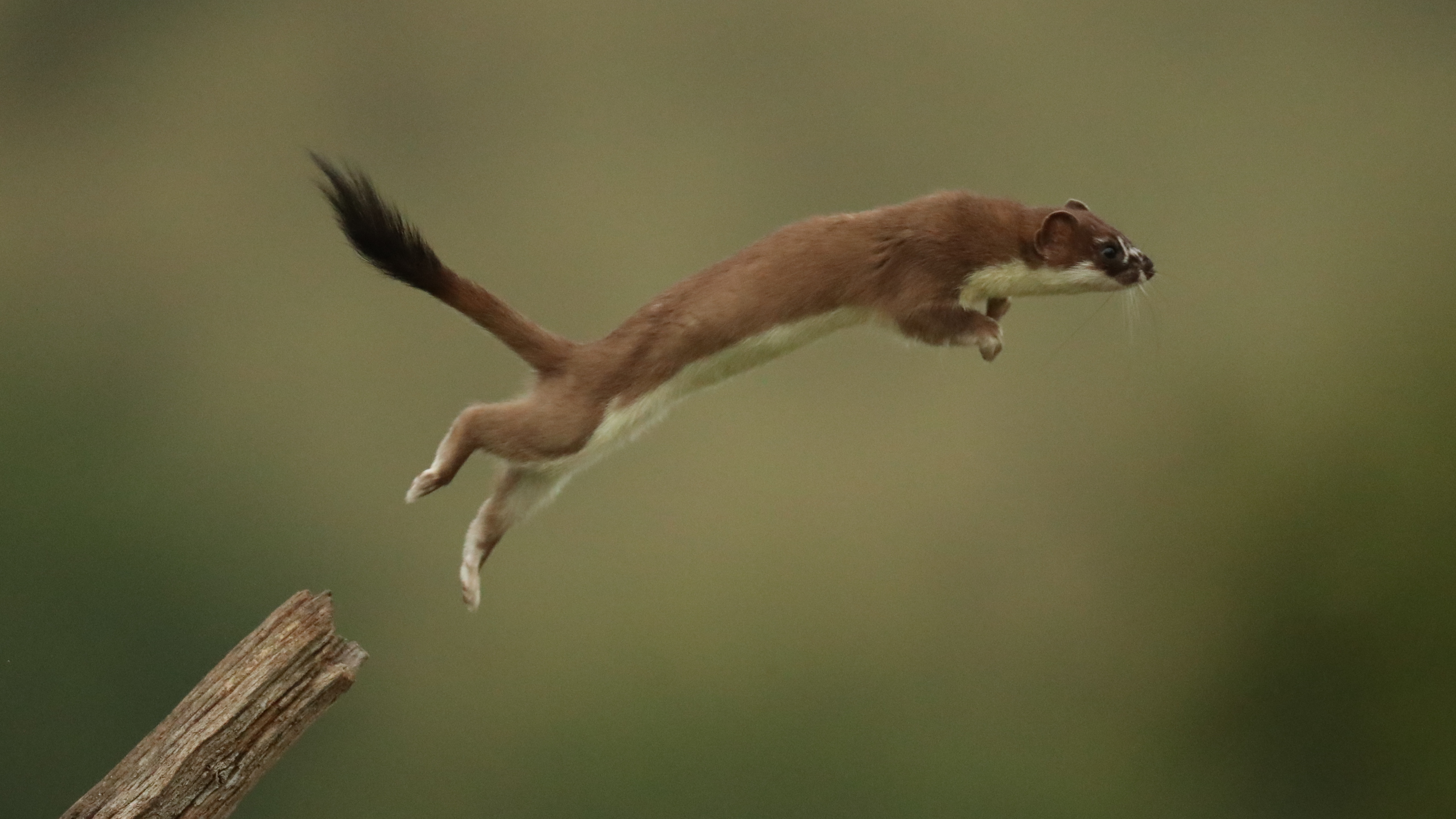 Nature, Are Honey Badgers One Of the World's Smartest Animals?, Season 38, Episode 12