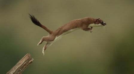 Video thumbnail: Nature The Mighty Weasel