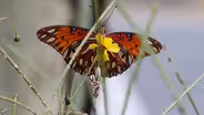 The Secret to Watching a Gulf Fritillary Life Cycle