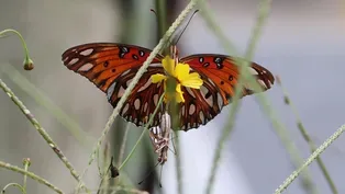 The Secret to Watching a Gulf Fritillary Life Cycle