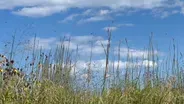 Swarms of Dragonflies Along Lake Michigan in Chicago