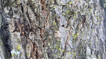 Video thumbnail: New York NOW Invasive Species, New NFIB Director