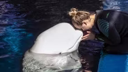 Shedd Aquarium Vet Says Rescued Belugas Remain on 24/7 Watch