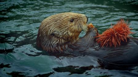 Otters & Orcas: An Alaskan Mystery