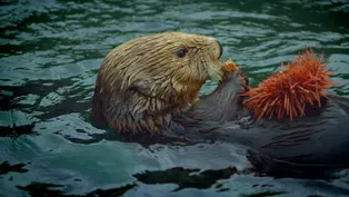 Otters & Orcas: An Alaskan Mystery