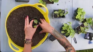 Potting Up Seedlings