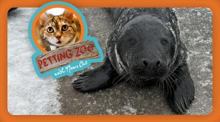 Video thumbnail: NewsDepth Petting Zoo: Adventurous Seal Explores Maine