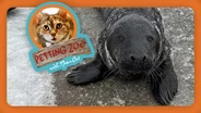 Petting Zoo: Adventurous Seal Explores Maine