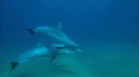 Bottlenose and Humpback Dolphins Become Friends