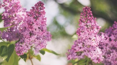 Video thumbnail: Nature Track a Lilac Crash Course - English