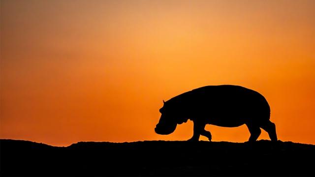 Nature | Preview of Hippo King