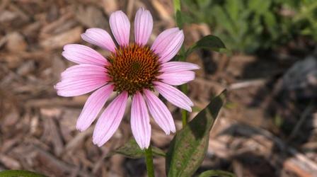 Video thumbnail: Backyard Farmer Native Ornamentals & Senior Community Gardening