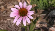 Native Ornamentals & Senior Community Gardening