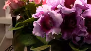 Volunteer Gardener 3213