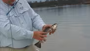 Popping Cork Specks