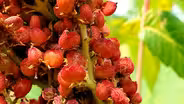 Fast Forage: Sumac