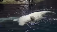Beluga Calf Born at Shedd Aquarium