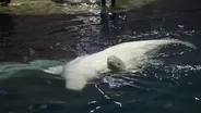 Beluga Calf Born at Shedd Aquarium