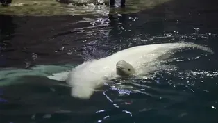 Beluga Calf Born at Shedd Aquarium