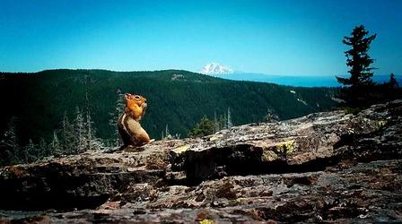 Video thumbnail: Oregon Field Guide After Fire Wildlife Cameras; Red Fox; PDX Mountain Biking