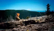 After Fire Wildlife Cameras; Red Fox; PDX Mountain Biking