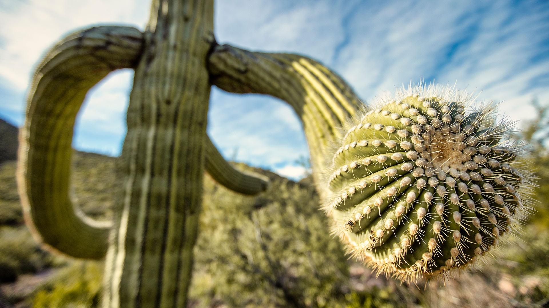 How Saguaro Cacti Store 1000 Gallons Of Water The Green Planet Thirteen New York Public Media