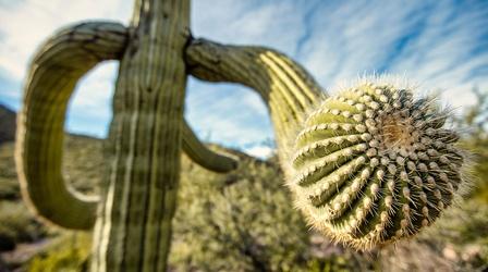 Video thumbnail: The Green Planet How Saguaro Cacti Store 1000 Gallons of Water