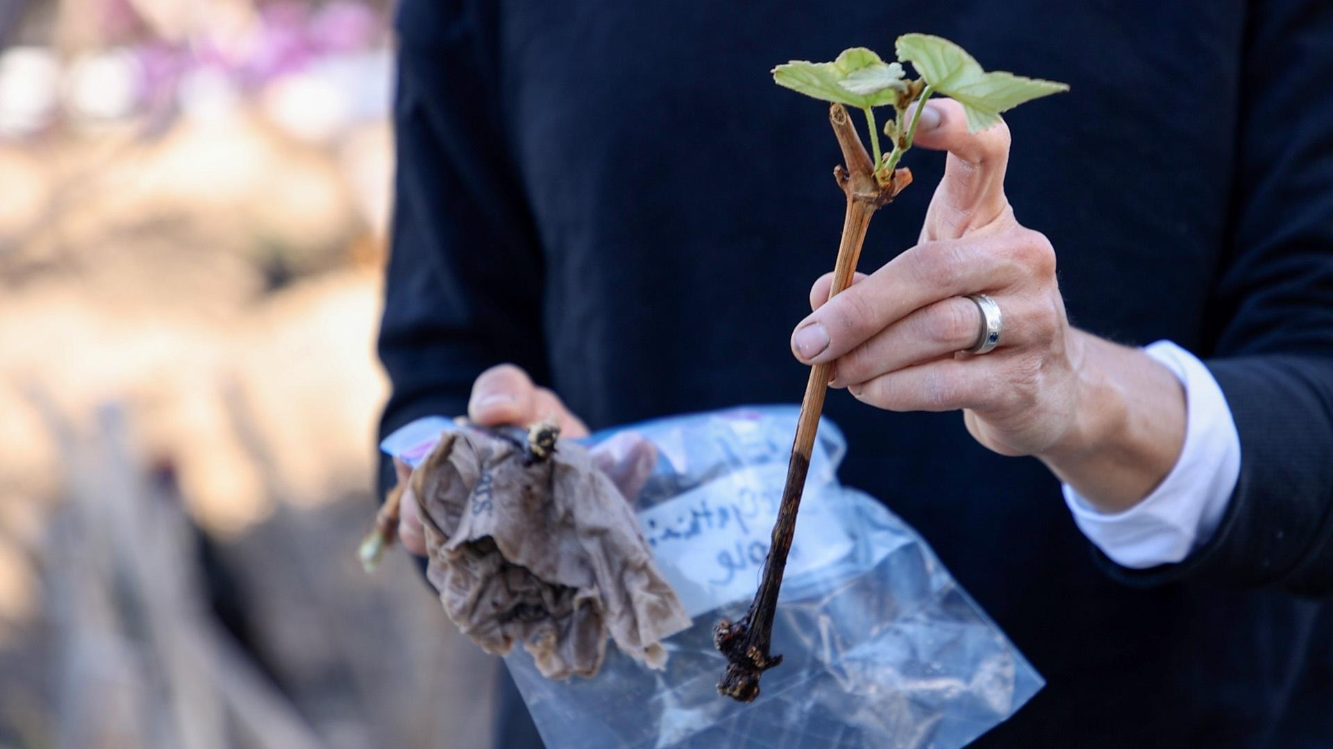 Want grapevines, but worry about the hassle? Follow these easy steps to get vines of your own.