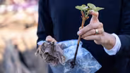 How to Propagate Grape Vines