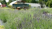 Lavender in the Bluegrass