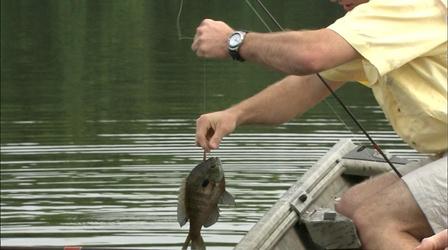 Video thumbnail: Carolina Outdoor Journal Crickets & Worms