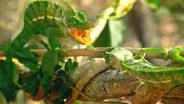 Two Chameleons Duke It Out